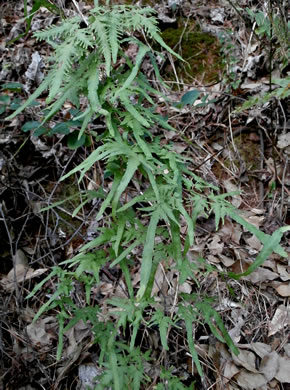 image of Lygodium japonicum, Japanese Climbing Fern