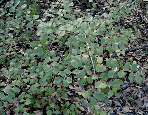 image of Lonicera fragrantissima, Sweet-breath-of-spring, Winter Honeysuckle