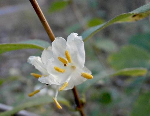 image of Lonicera fragrantissima, Sweet-breath-of-spring, Winter Honeysuckle
