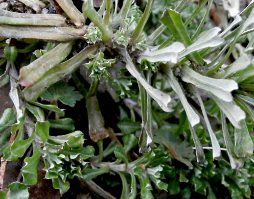 image of Facelis retusa, Trampweed, Fluffweed