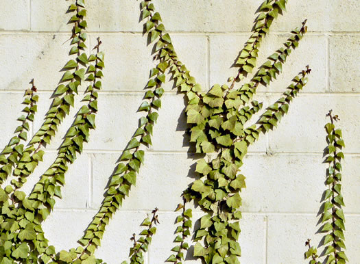 image of Hedera helix var. helix, English Ivy, Common Ivy