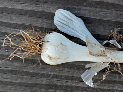 image of Allium canadense, Wild Onion, Meadow Garlic