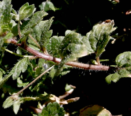 image of Veronica persica, Bird's-eye Speedwell