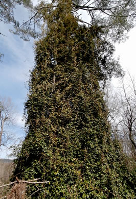 image of Elaeagnus pungens, Thorny Olive, Autumn Siverberry, Silverthorn, Thorny Elaeagnus