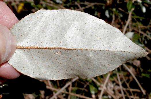 image of Elaeagnus pungens, Thorny Olive, Autumn Siverberry, Silverthorn, Thorny Elaeagnus