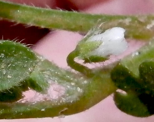 image of Nemophila aphylla, Baby Blue Eyes, Small-flower Baby-blue-eyes, White Nemophila, Eastern Baby-blue-eyes