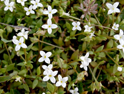 image of Houstonia micrantha, Southern Bluet