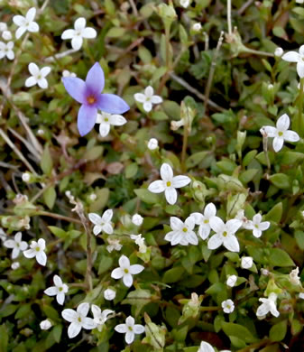 image of Houstonia micrantha, Southern Bluet