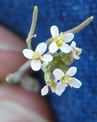 flower of Arabidopsis thaliana, Mouse-ear Cress