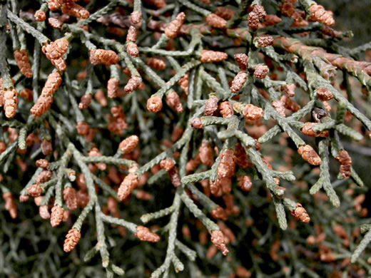 image of Hesperocyparis arizonica, Arizona Cypress