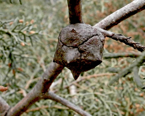 Hesperocyparis arizonica, Arizona Cypress