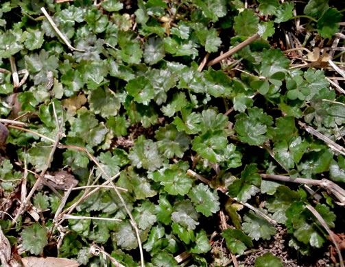 image of Hydrocotyle sibthorpioides, Lawn Marsh-pennywort, Lawn Water-pennywort