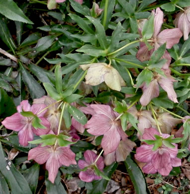 image of Helleborus viridis, Lenten-rose, Green Hellebore, Christmas-rose