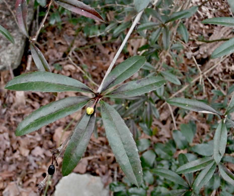 image of Berberis julianae, Evergreen Barberry, Wintergreen Barberry