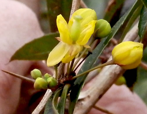 image of Berberis julianae, Evergreen Barberry, Wintergreen Barberry