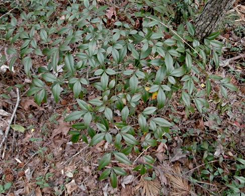 image of Nandina domestica, Nandina, Heavenly-bamboo, Sacred-bamboo