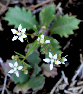 image of Micranthes petiolaris var. shealyi, Escarpment Saxifrage, Shealy's Saxifrage