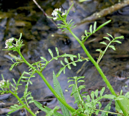 Pennsylvania Bitter Cress (Cardamine pensylvanica)