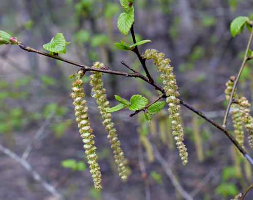 image of Carpinus caroliniana +, Musclewood, American Hornbeam, Blue-beech, Ironwood