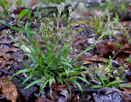 image of Luzula echinata, Hedgehog Woodrush, Spreading Woodrush