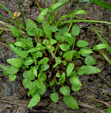 leaf or frond of Ranunculus pusillus, Low Spearwort