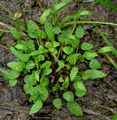 image of Ranunculus pusillus, Low Spearwort, Small Spearwort