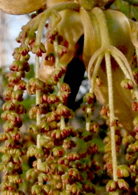 image of Carya tomentosa, Mockernut Hickory, White Hickory