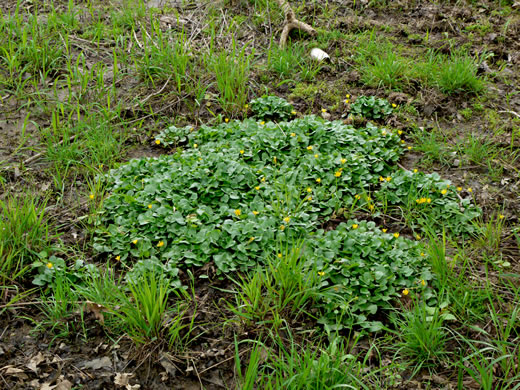 image of Ficaria verna ssp. verna, Fig Buttercup, Lesser Celandine, Pilewort