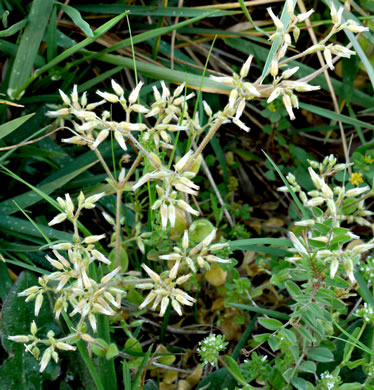 image of Cerastium glomeratum, Sticky Mouse-ear, Sticky Chickweed, Sticky Mouse-ear Chickweed