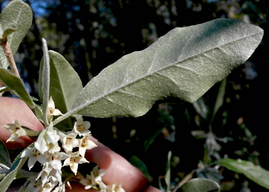 image of Elaeagnus umbellata, Autumn-olive, Spring Silverberry, Oriental Silverleaf