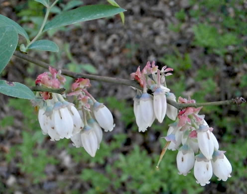 image of Vaccinium corymbosum, Smooth Highbush Blueberry, Northern Highbush Blueberry