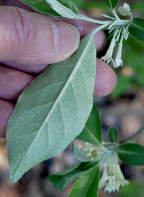 image of Elaeagnus umbellata, Autumn-olive, Spring Silverberry, Oriental Silverleaf