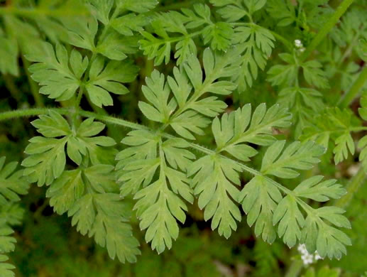 image of Chaerophyllum tainturieri, Southern Chervil, Wild Chervil, Hairyfruit Chervil