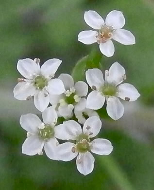 flower of Chaerophyllum tainturieri, Southern Chervil, Wild Chervil, Hairyfruit Chervil