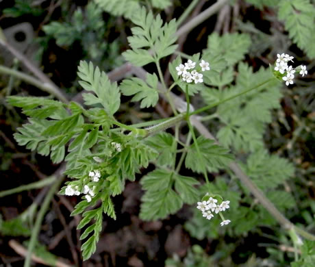 image of Chaerophyllum tainturieri, Southern Chervil, Wild Chervil, Hairyfruit Chervil