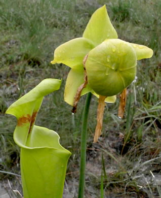 image of Sarracenia flava, Yellow Pitcherplant, Yellow Trumpet, Trumpets