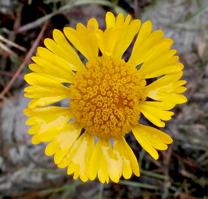 image of Helenium vernale, Savannah Sneezeweed, Spring Helenium