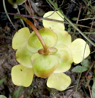sepals or bracts of Sarracenia minor var. minor, Hooded Pitcherplant