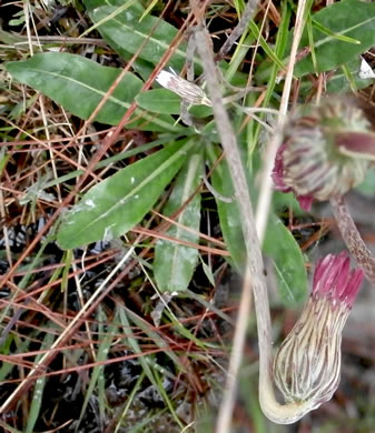 leaf or frond of Chaptalia tomentosa, Woolly Sunbonnets, Pineland Daisy, Night-nodding Bog-dandelion, Sunbonnets