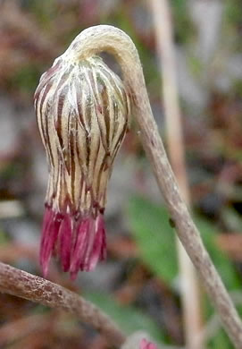 sepals or bracts of Chaptalia tomentosa, Woolly Sunbonnets, Pineland Daisy, Night-nodding Bog-dandelion, Sunbonnets