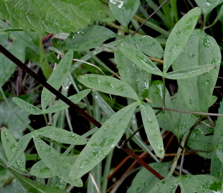 leaf or frond of Clematis crispa, Southern Leatherflower, Marsh Clematis, Swamp Leatherflower, Blue Jasmine