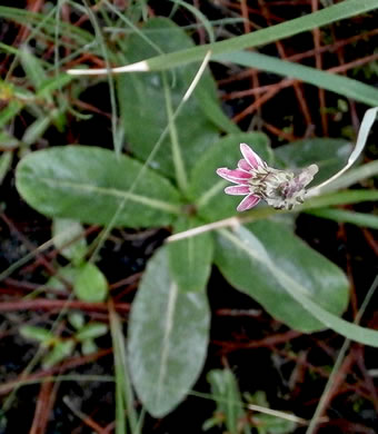 flower of Chaptalia tomentosa, Woolly Sunbonnets, Pineland Daisy, Night-nodding Bog-dandelion, Sunbonnets
