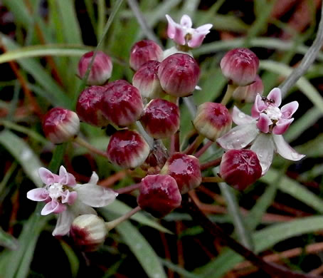 image of Asclepias michauxii, Michaux's Milkweed