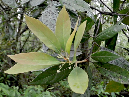 image of Tamala palustris, Swamp Redbay, Swamp Bay