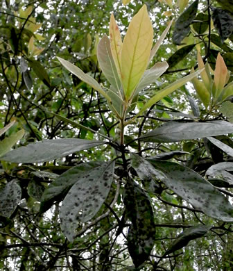 image of Tamala palustris, Swamp Redbay, Swamp Bay