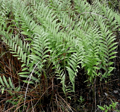 image of Anchistea virginica, Virginia Chain-fern