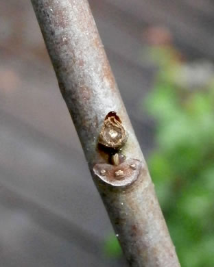 image of Nyssa biflora, Swamp Tupelo, Swamp Blackgum, Swamp Gum, Water Gum