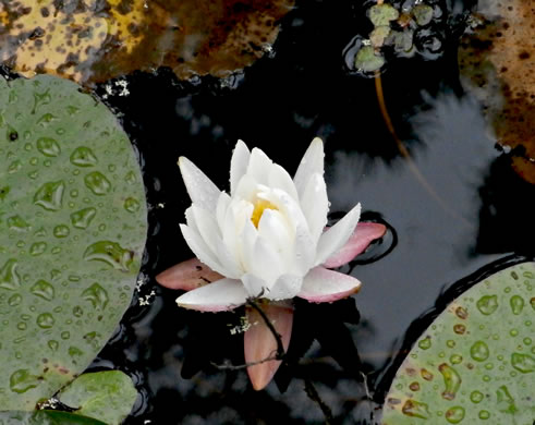 image of Nymphaea odorata ssp. odorata, Fragrant White Water-lily, American Water-lily, Sweet Water-lily