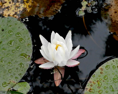 image of Nymphaea odorata ssp. odorata, Fragrant White Water-lily, American Water-lily, Sweet Water-lily, White Water-lily