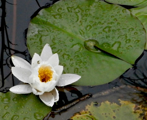 image of Nymphaea odorata ssp. odorata, Fragrant White Water-lily, American Water-lily, Sweet Water-lily, White Water-lily